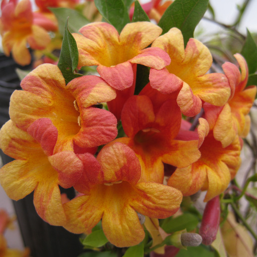 Bignonia capreolata 'Tangerine Beauty' - Click Image to Close